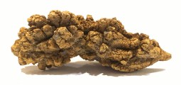 dino poop 70 3.5x3.5x1.5